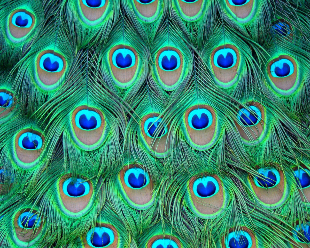 Sfondi Peacock Feathers 1280x1024