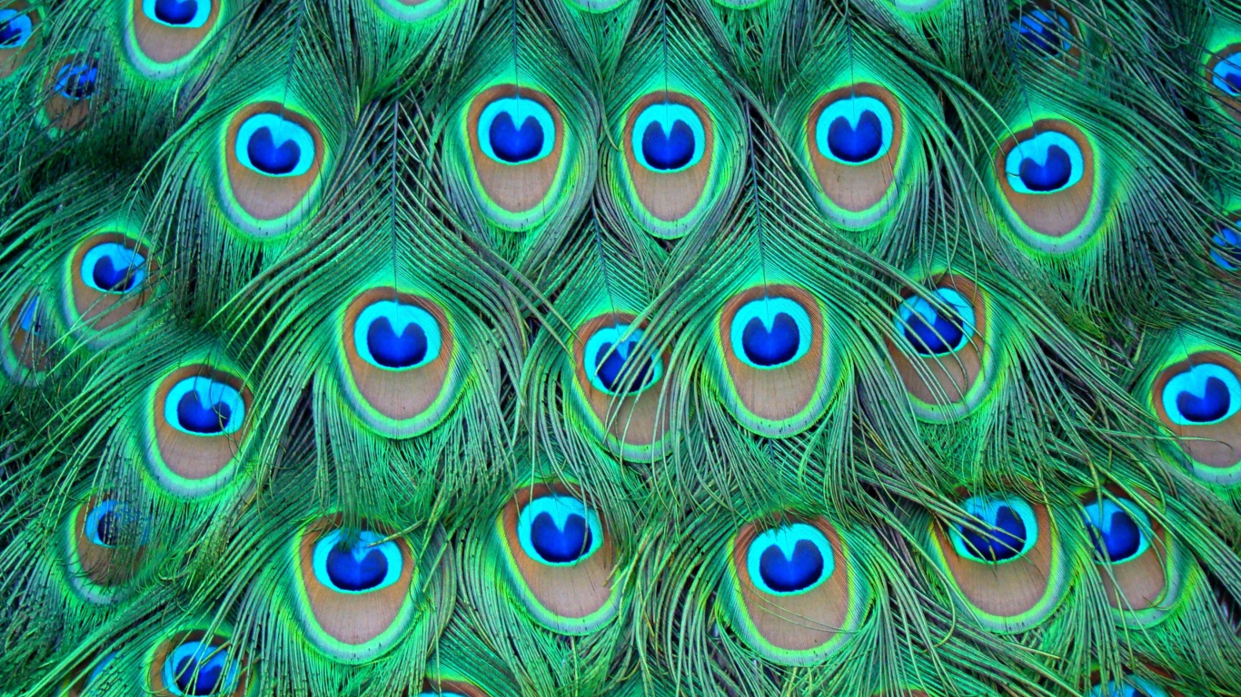 Peacock Feathers wallpaper 1366x768
