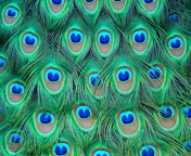 Das Peacock Feathers Wallpaper 176x144