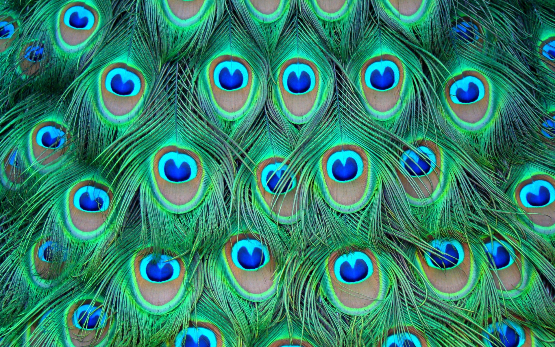 Обои Peacock Feathers 1920x1200