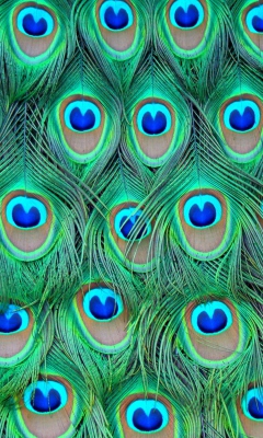 Peacock Feathers wallpaper 240x400