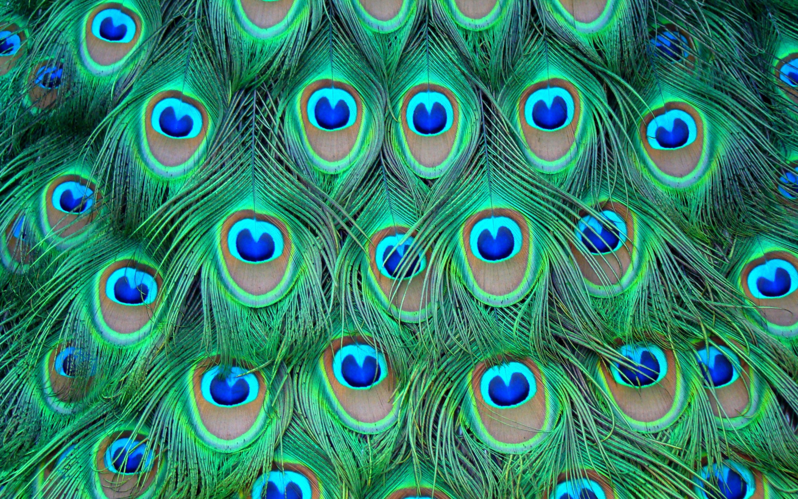 Peacock Feathers wallpaper 2560x1600