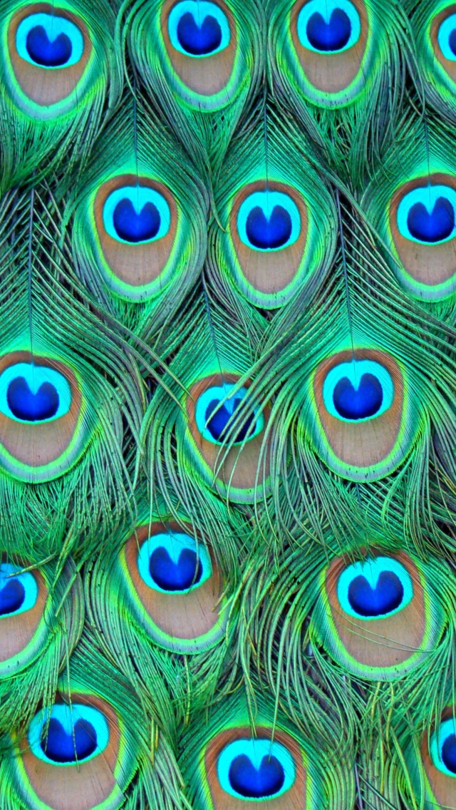 Обои Peacock Feathers 640x1136