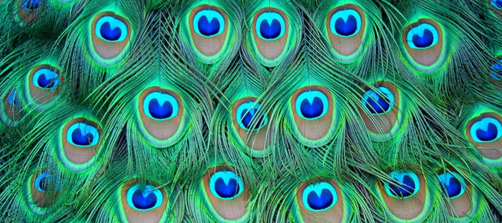 Screenshot №1 pro téma Peacock Feathers 720x320