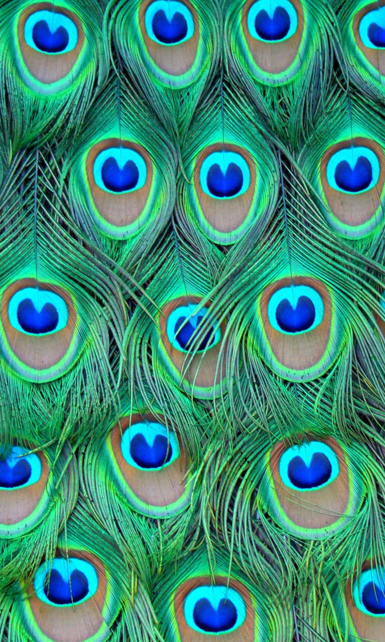 Peacock Feathers wallpaper 768x1280