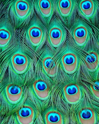 Обои Peacock Feathers для 640x1136
