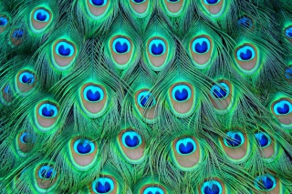 Free Peacock Feathers Picture for Android, iPhone and iPad
