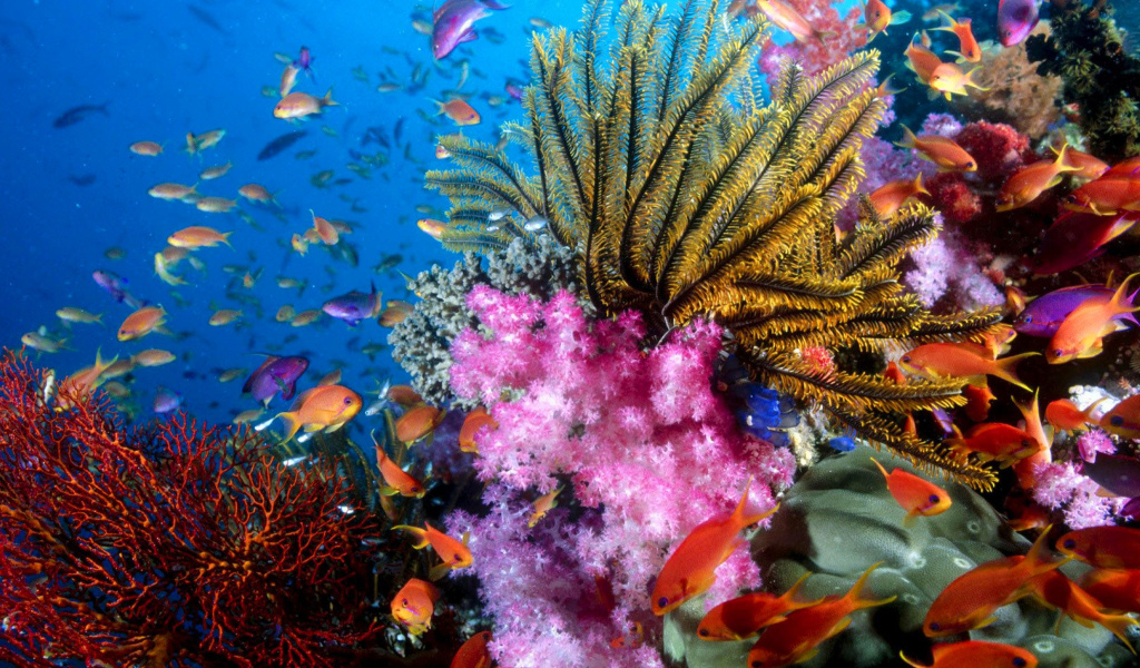 Das Aquarium World with Coral Reef Wallpaper 1024x600