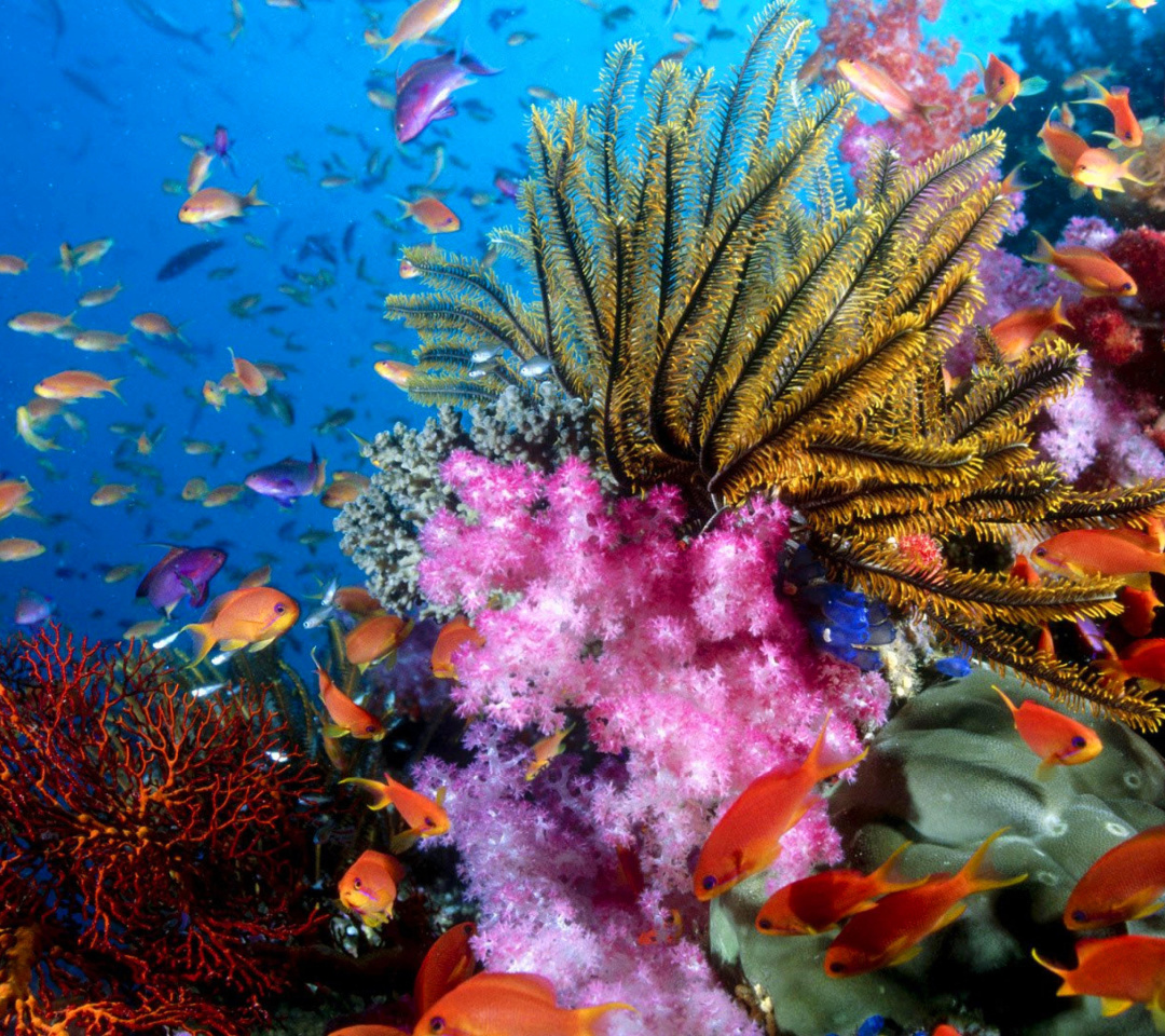 Sfondi Aquarium World with Coral Reef 1080x960