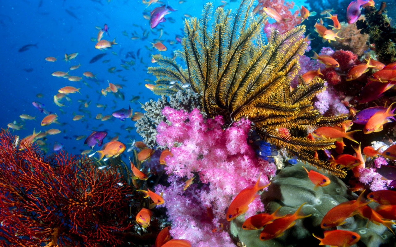 Fondo de pantalla Aquarium World with Coral Reef 1280x800
