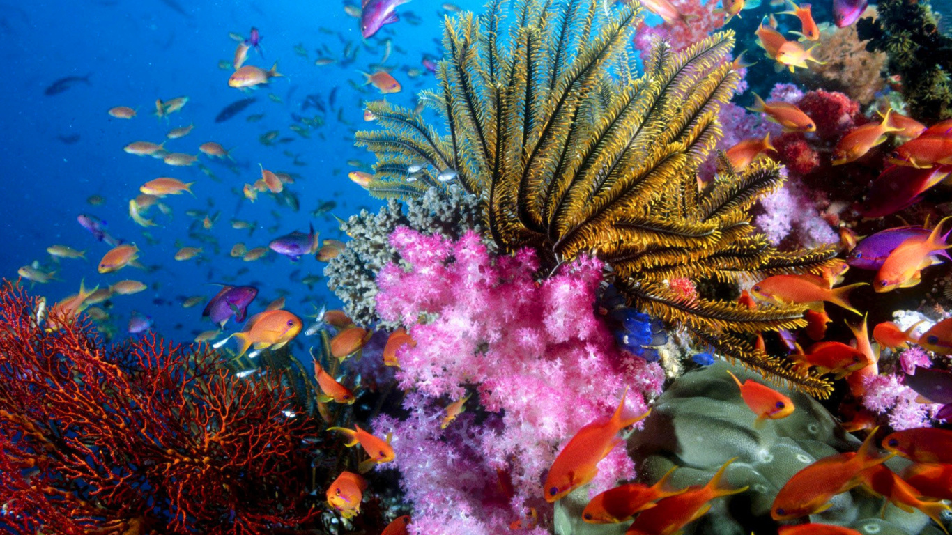 Sfondi Aquarium World with Coral Reef 1366x768