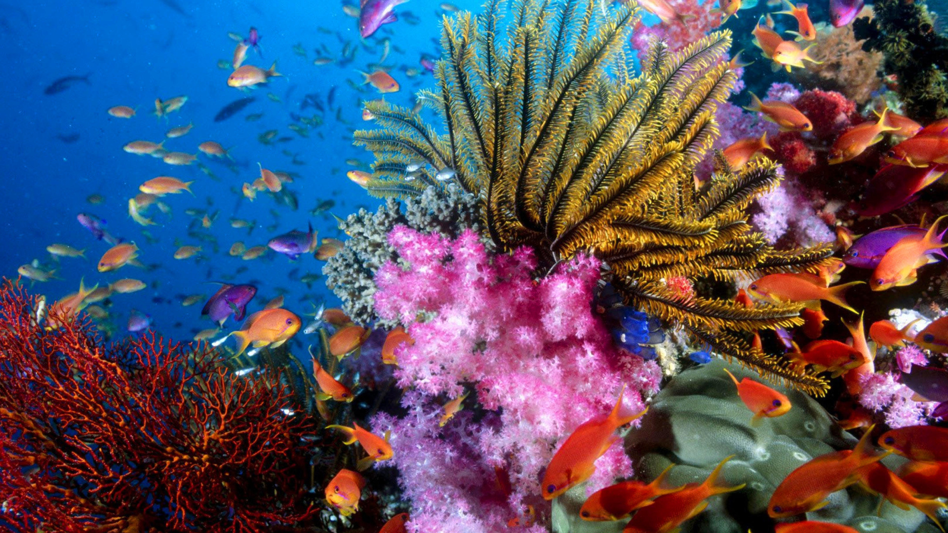 Das Aquarium World with Coral Reef Wallpaper 1920x1080