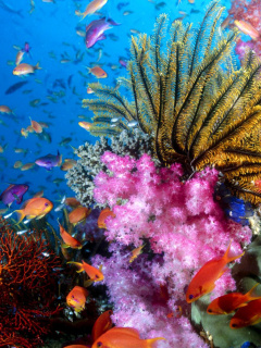 Screenshot №1 pro téma Aquarium World with Coral Reef 240x320