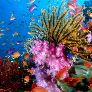 Aquarium World with Coral Reef papel de parede para celular para 128x128