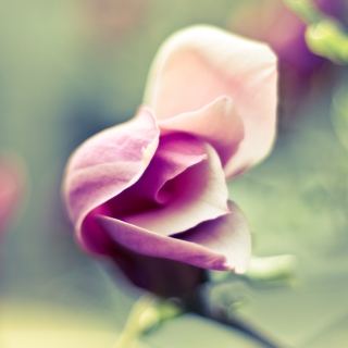 Pink Bloom - Obrázkek zdarma pro iPad 2