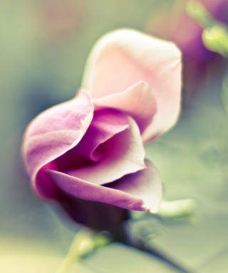Pink Bloom - Obrázkek zdarma pro iPhone 5S