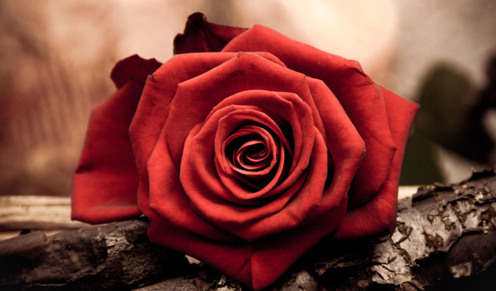Fondo de pantalla Rose Symbol Of Love 1024x600