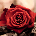Screenshot №1 pro téma Rose Symbol Of Love 128x128