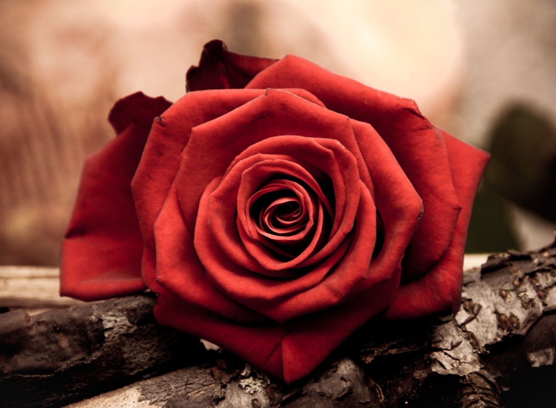 Screenshot №1 pro téma Rose Symbol Of Love 1920x1408