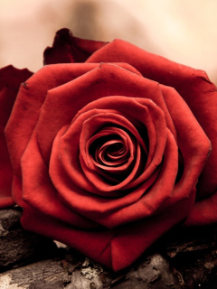 Screenshot №1 pro téma Rose Symbol Of Love 240x320