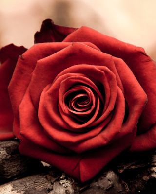 Rose Symbol Of Love - Obrázkek zdarma pro Nokia Asha 300