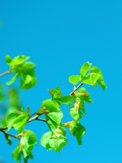 Branch In Blue screenshot #1 240x320