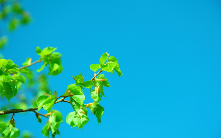 Branch In Blue wallpaper