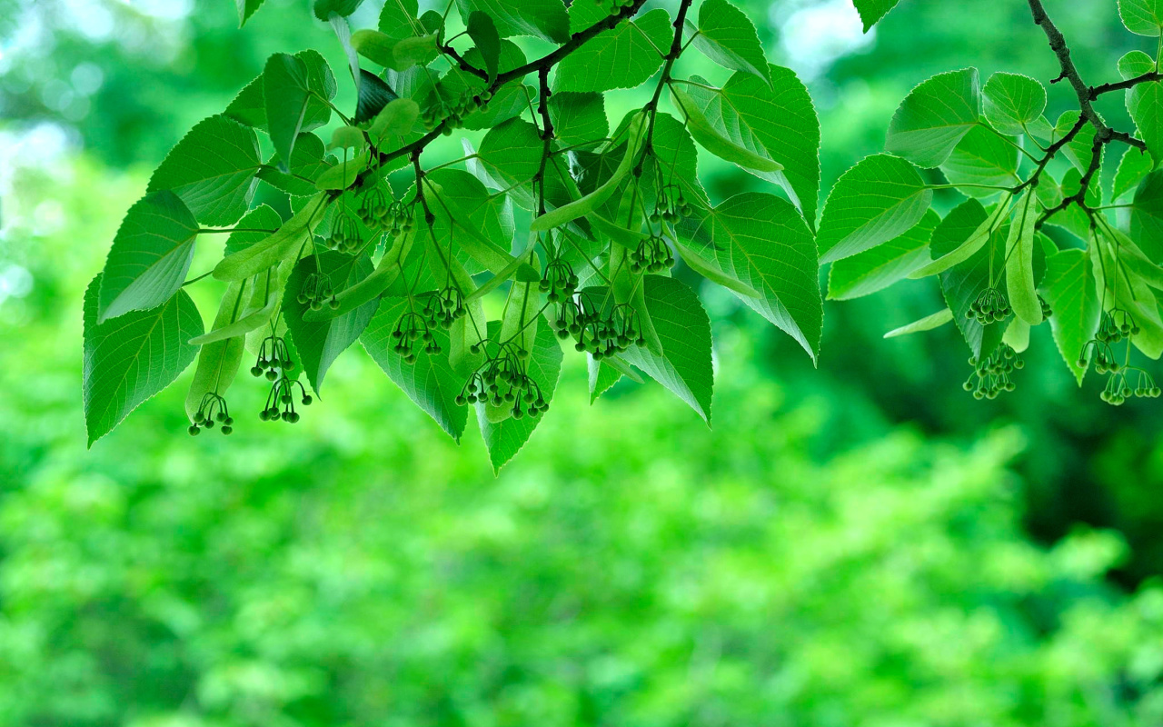 Green Aspen leaves screenshot #1 1280x800