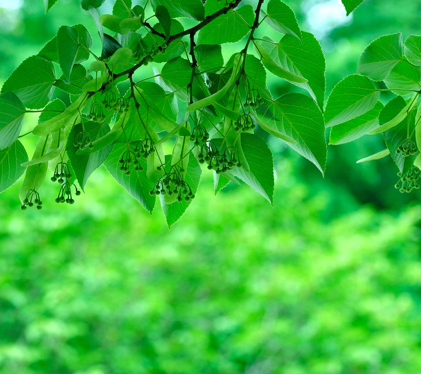 Обои Green Aspen leaves 1440x1280