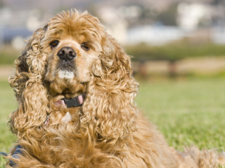 Screenshot №1 pro téma American Cocker Spaniel Portrait 320x240