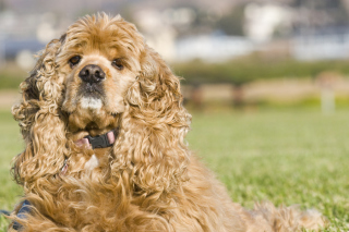 American Cocker Spaniel Portrait Picture for Android, iPhone and iPad