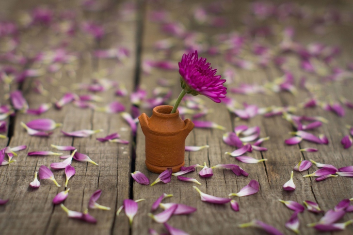 Обои Tiny Purple Chrysanthemum