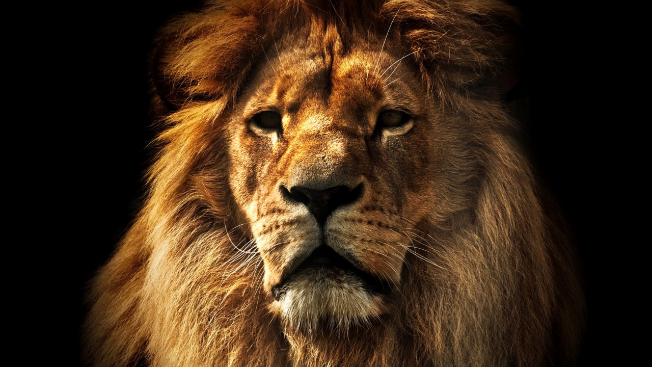 Das Lion Wallpaper 1280x720