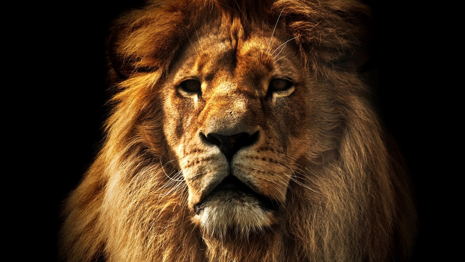 Sfondi Lion 1600x900