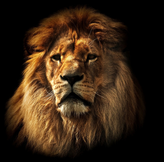 Lion sfondi gratuiti per 208x208