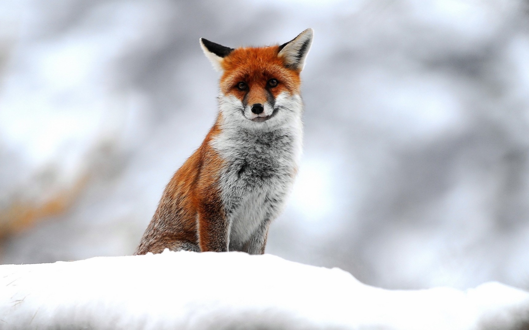 Sfondi Cute Little Fox 1680x1050