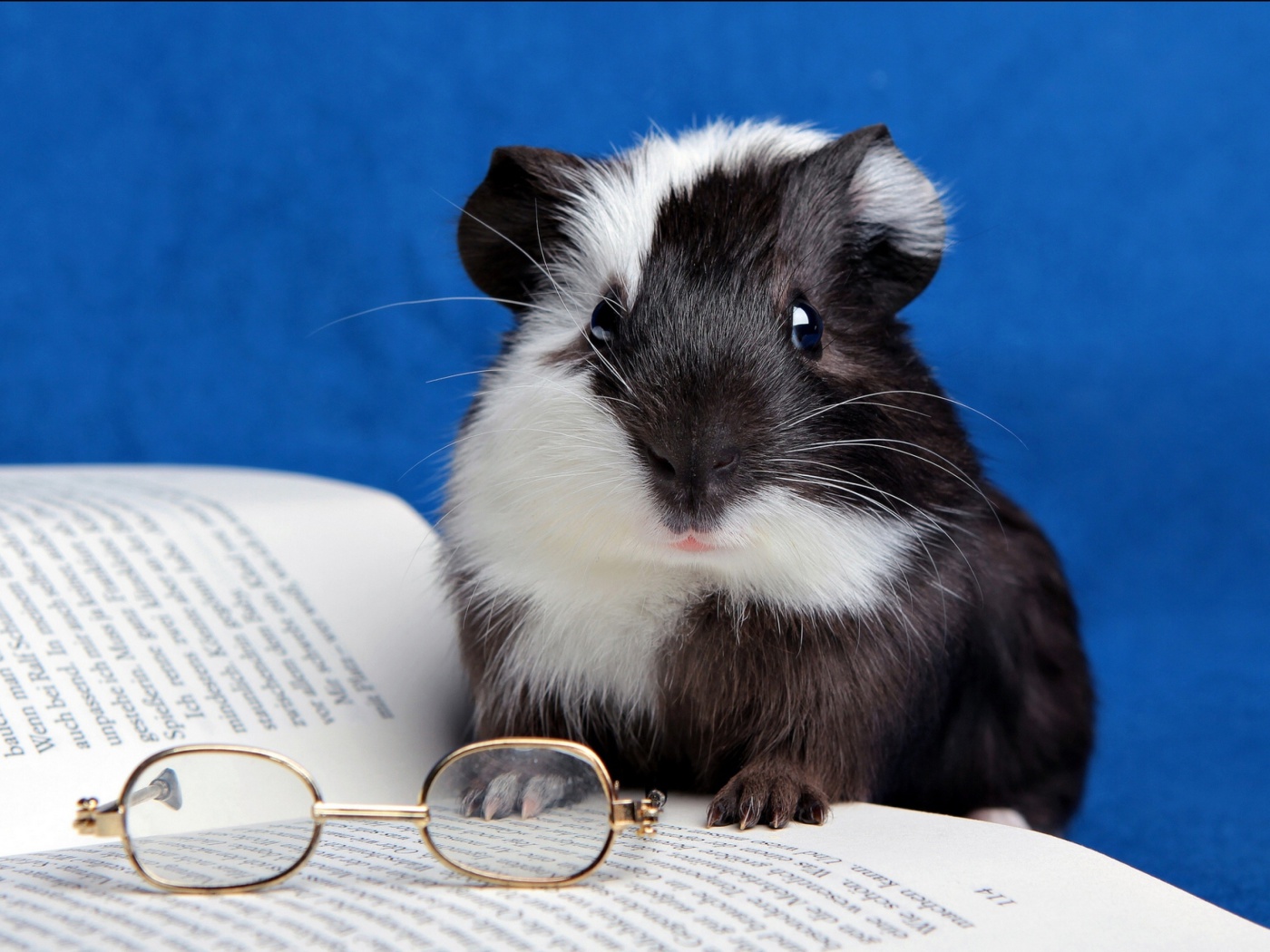 Das Guinea pig reads Wallpaper 1400x1050