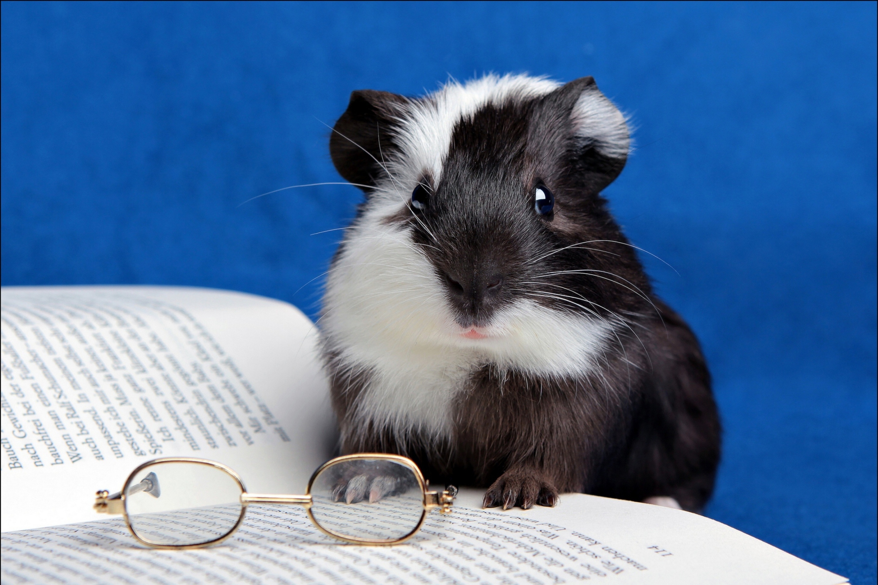 Guinea pig reads screenshot #1 2880x1920