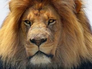 Screenshot №1 pro téma Lion King 320x240