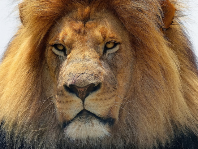 Screenshot №1 pro téma Lion King 640x480