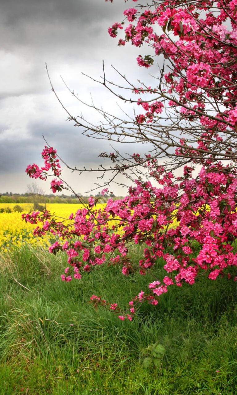 Fondo de pantalla Spring Field 768x1280