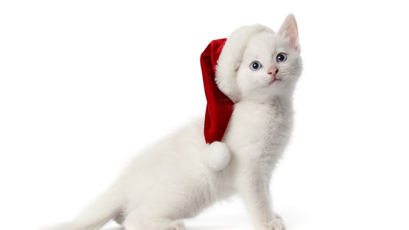 Screenshot №1 pro téma Christmas Cat 1366x768