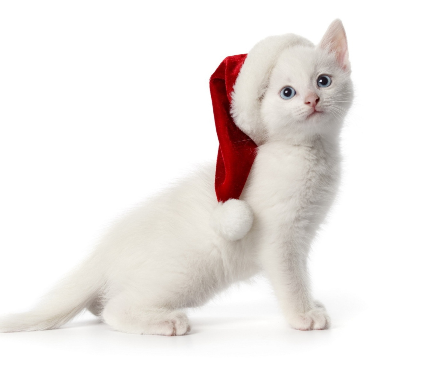 Sfondi Christmas Cat 1440x1280