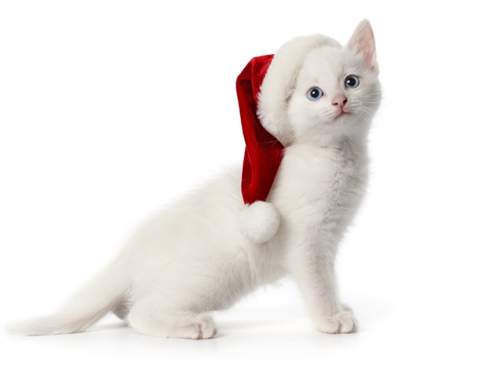 Fondo de pantalla Christmas Cat 1600x1280