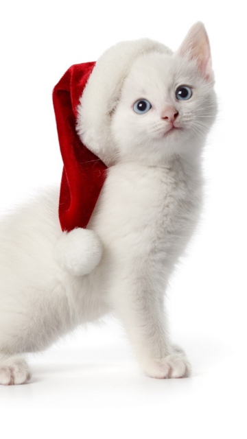 Screenshot №1 pro téma Christmas Cat 360x640