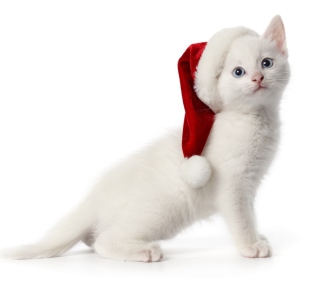 Kostenloses Christmas Cat Wallpaper für iPad 2