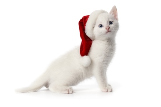 Christmas Cat - Obrázkek zdarma pro Fullscreen Desktop 1400x1050