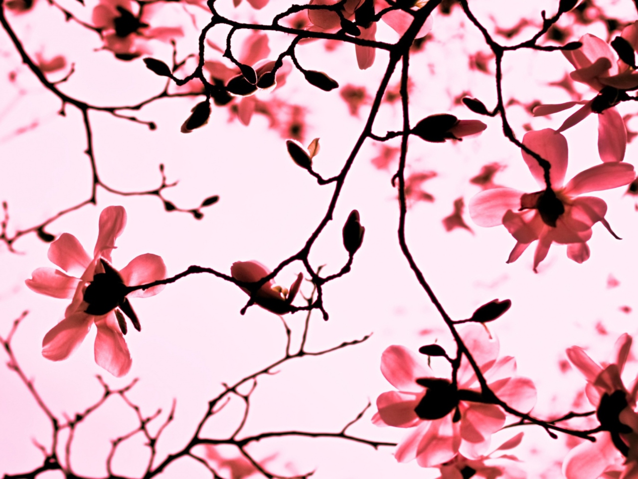 Das Magnolia Twigs Wallpaper 1280x960