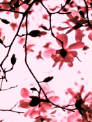 Fondo de pantalla Magnolia Twigs 132x176