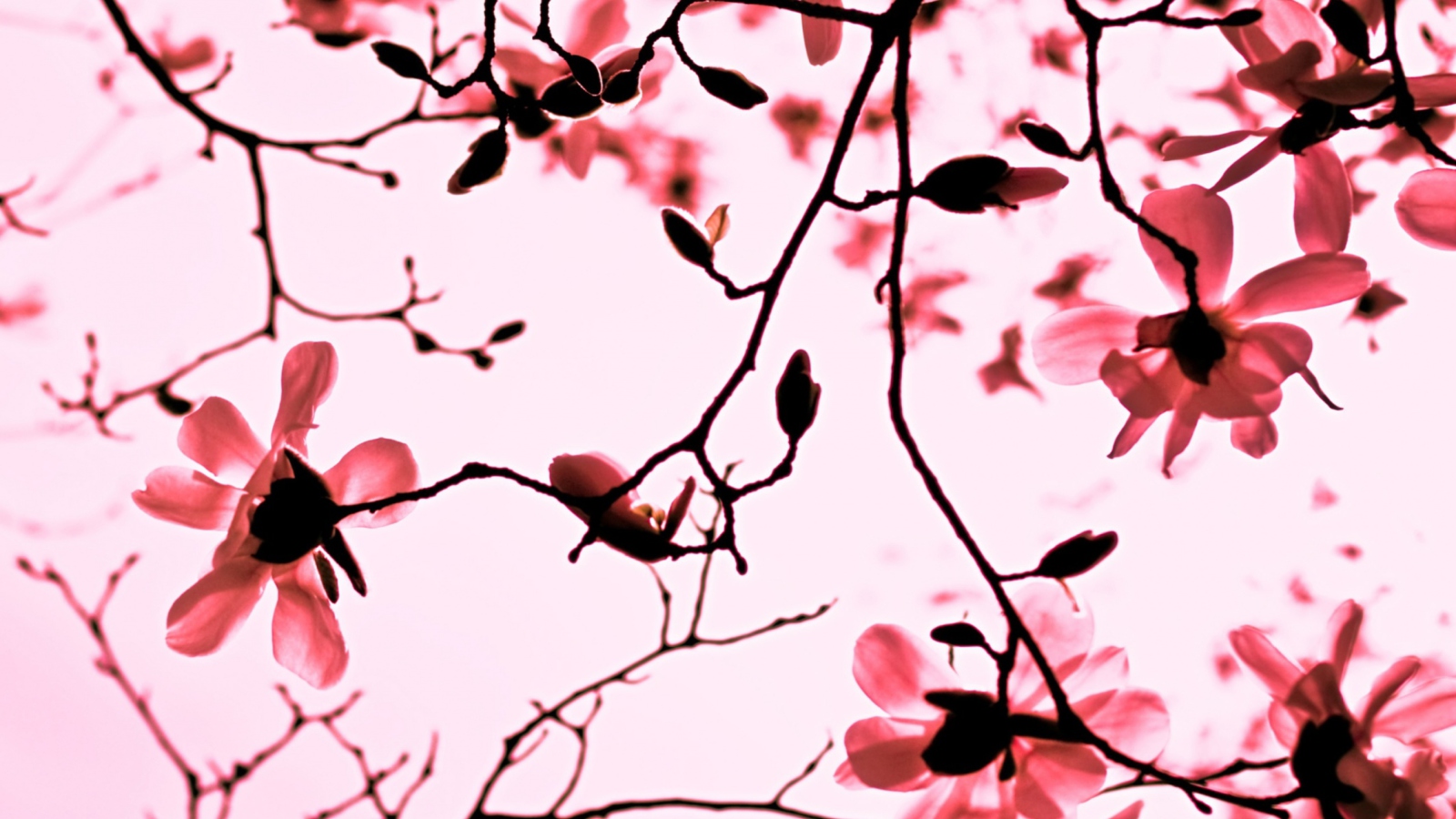 Fondo de pantalla Magnolia Twigs 1600x900